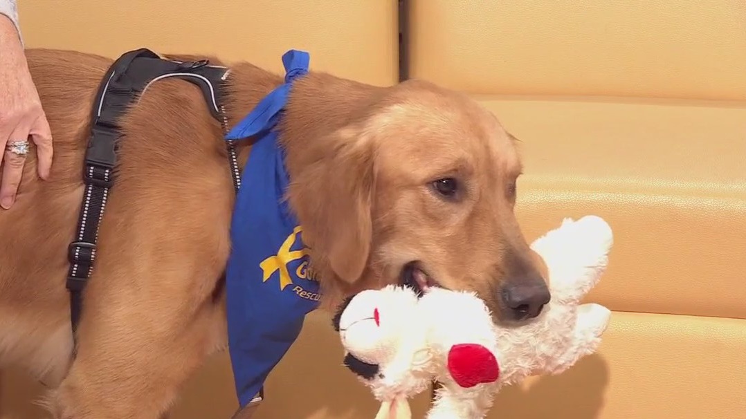 Pet of the Week: Aster from Golden Ribbon Rescue