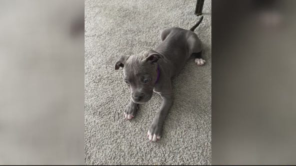 Man charged with beating puppy and throwing it in trash for chewing his Cartier sunglasses