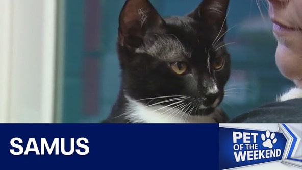 Adopt Samus at Austin Pets Alive!