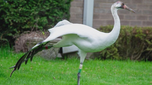Rare whooping crane strays into Chicago suburb, rescued