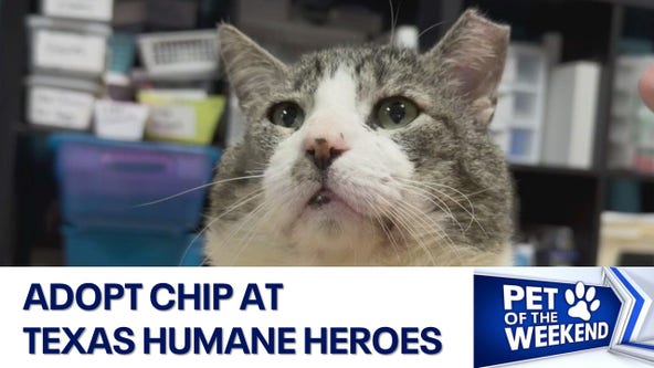 Adopt Chip at Texas Humane Heroes