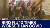 Bird flu mortality rates 10 times worse than COVID