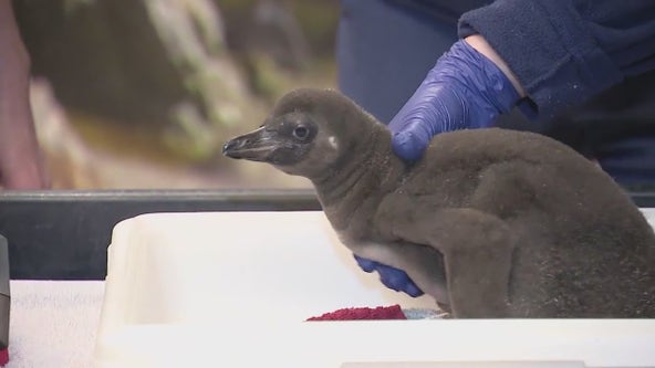Meet Brookfield Zoo’s newest penguin