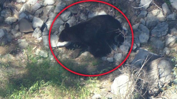 Bear walks in and out of storm drain