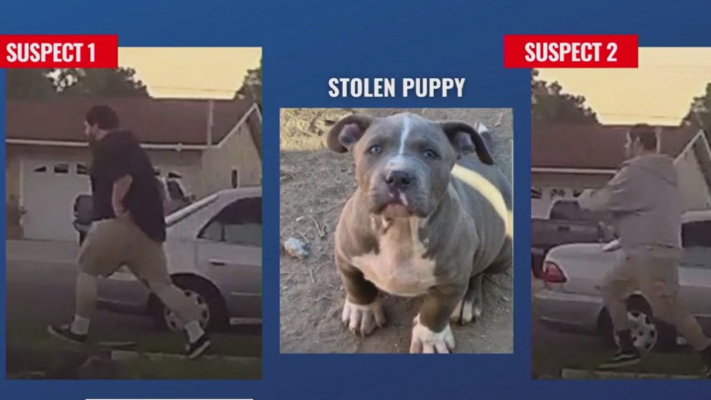Suspects steal pit bull puppy