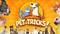 Good Day Pet Tricks for Feb. 14