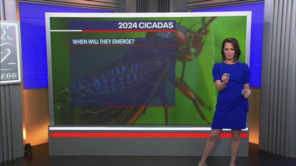 When will the cicadas emerge in Chicago area?