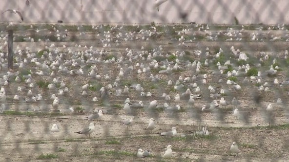 Seagulls take over Milwaukee lakefront