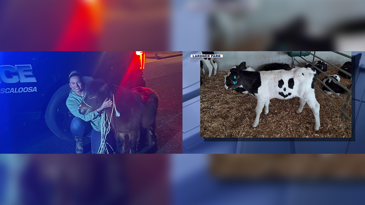 From a calf finding a forever home to a pony chase: Here's a look at some of today's trending stories