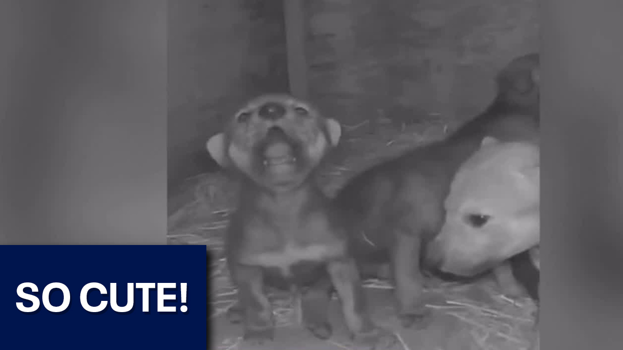 Adorable wolf pups learn to howl from parents