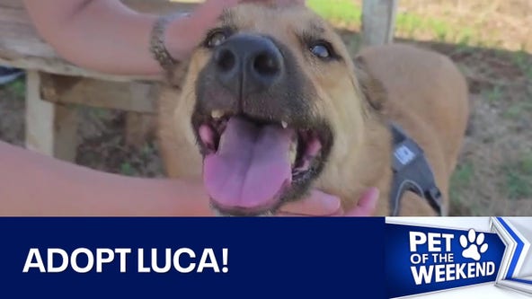 Adopt Luca at Texas Humane Heroes!
