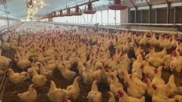 Federal officials expand bird flu testing amid cattle herd outbreaks