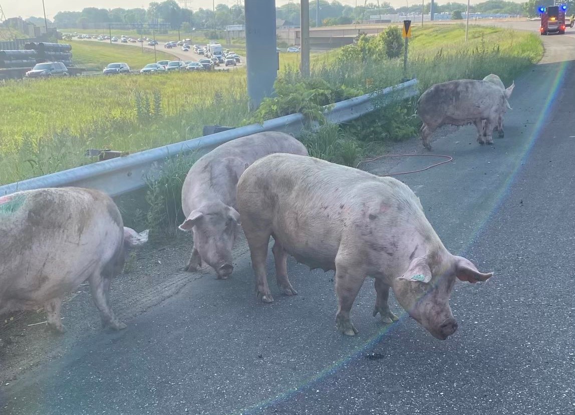 FULL VIDEO: Pigs loose on Minnesota highway