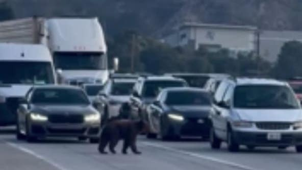 Bear stops traffic in Santa Clarita