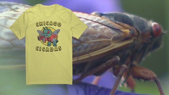 Cicada emergence anticipation spurs merchandise craze