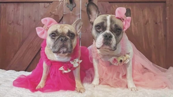 Pup Prom: Chicago French Bulldog Rescue hosts Bow Wow Luau event