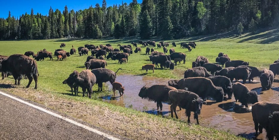 Grand Canyon opens lottery for shooting bison in the park