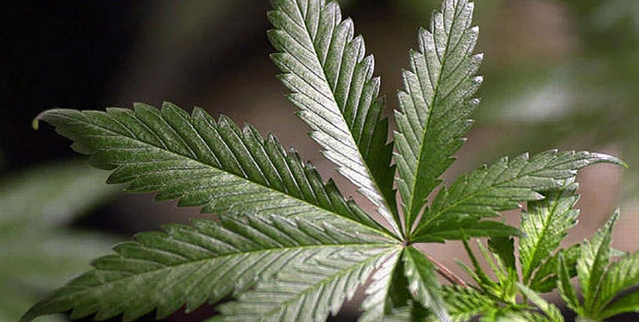 Arizona court rulings move recreational marijuana, justice reform measures closer to ballot