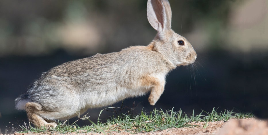 Arizona Game and Fish warn of disease killing off rabbits