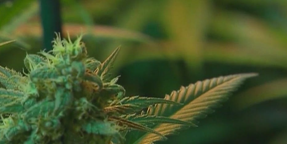 Report: Scottsdale approves measure that imposes restrictions on recreational marijuana