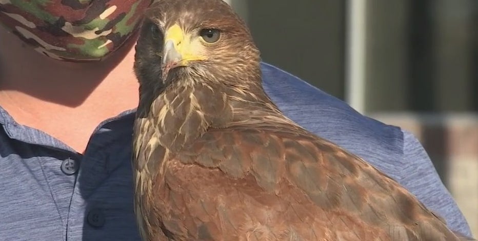 Laveen neighborhood deals with pigeon problem in a unique way