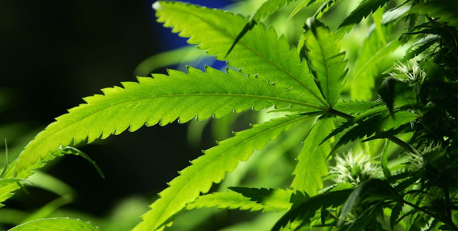 AZDH approves 86 licenses for recreational marijuana sales