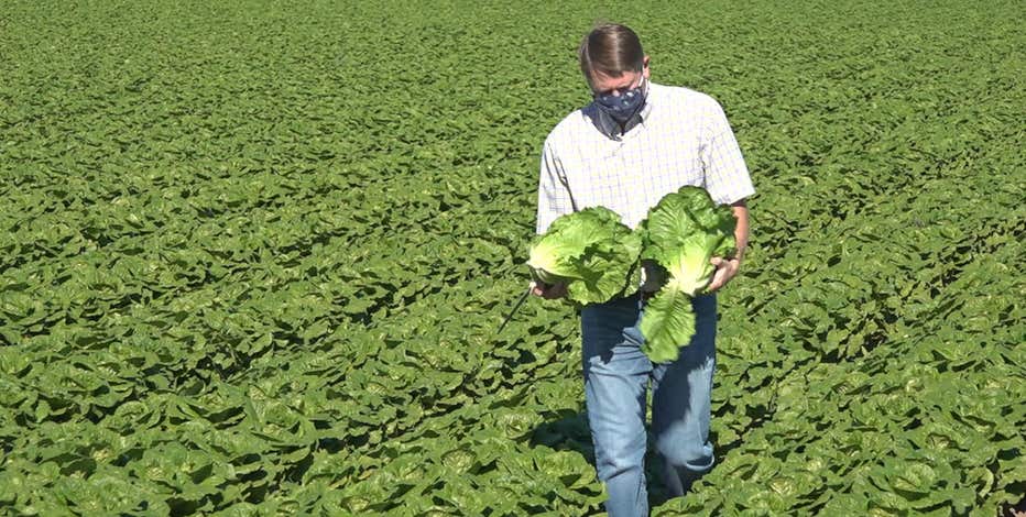 Coronavirus pandemic impacts lettuce industry as farmworkers brace for busy season