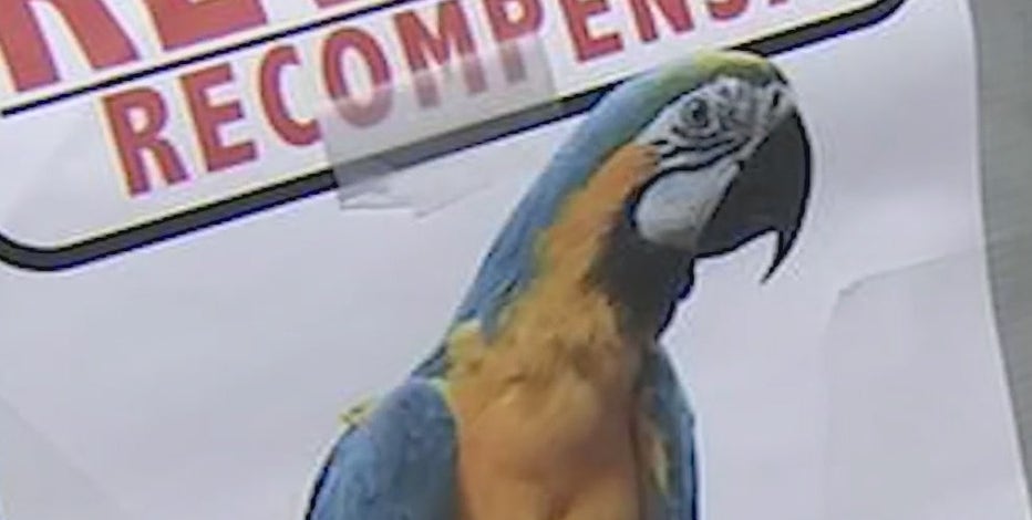 Maya the Macaw missing after Apache Junction house fire
