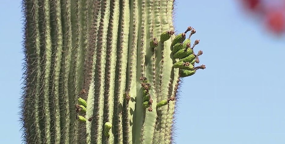 Arizonans are seeing unusual saguaro blooms, and experts aren't sure why