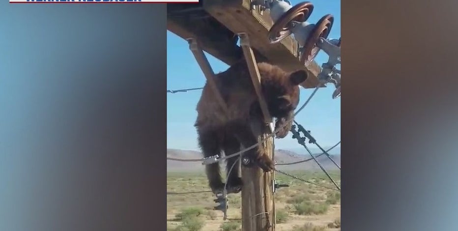 Caught on video: Bear gets stuck on utility pole in Cochise County