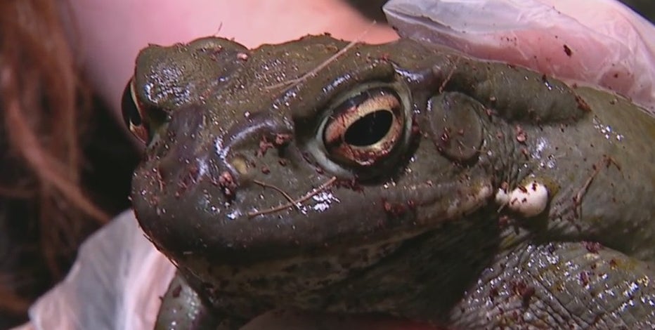 Phoenix Herpetological Society warns of toxic toads being seen by many in the Valley