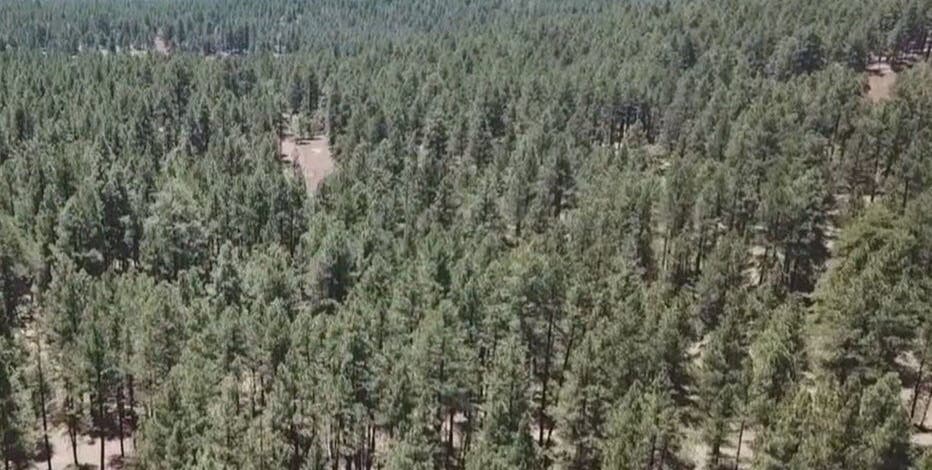 Arizona national forests implement Stage 1 fire restrictions