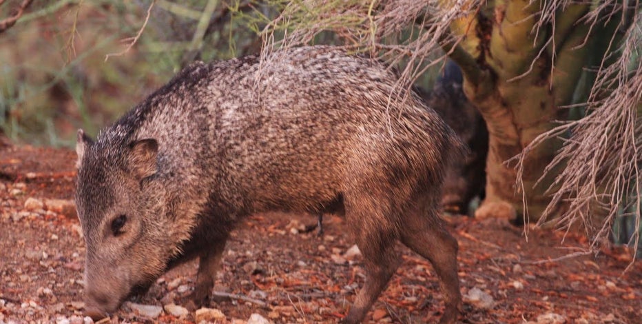 AZGFD warns to go the other way if you spot a javelina after 2 attacks