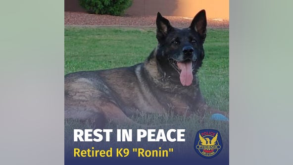 Retired Phoenix Police K9 'Ronin' dies, served department for 8 years