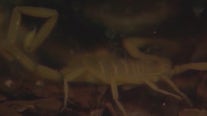 Arizona monsoon rains bring out scorpions: How to prevent, treat stings