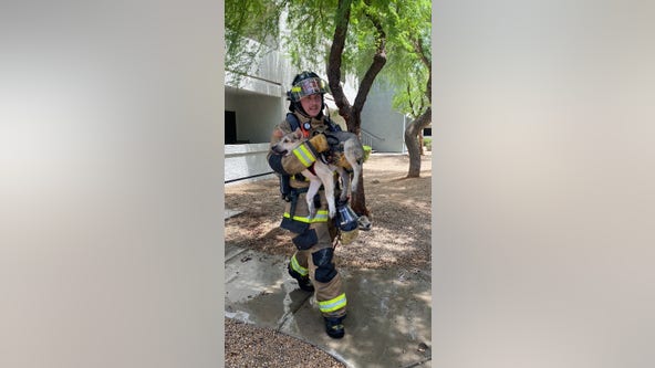 Dog rescued from north Phoenix apartment fire