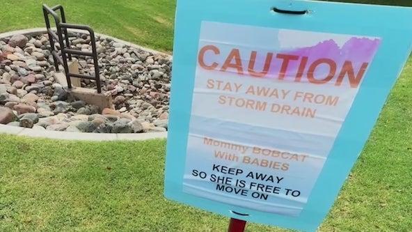 Bobcat family moves into Phoenix park's storm drain