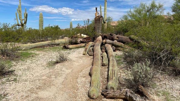 Iconic 'Strong-Arm' Saguaro cactus topples in Marana