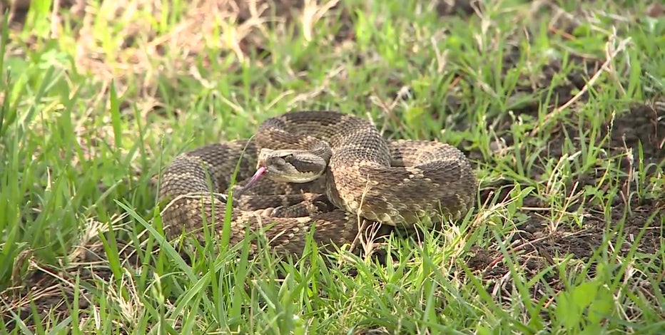 Scottsdale family finds family of rattlesnakes on front porch