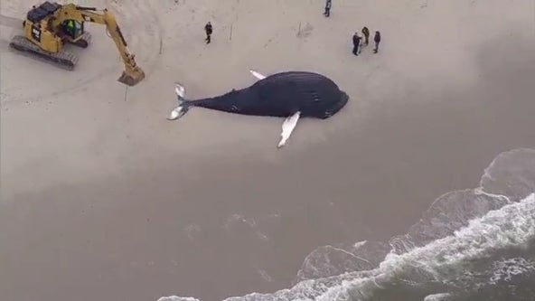 Dead whale found at Lido Beach in Nassau County