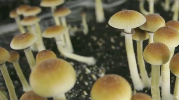 Arizona lawmakers seek to study psychedelic mushrooms
