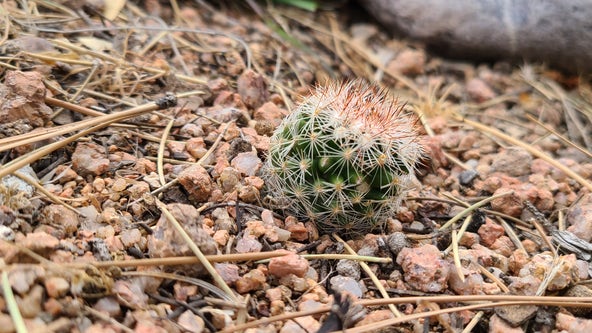 Arizona Photo of the Day - March 2023