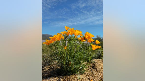 Arizona Photo of the Day - March 2023