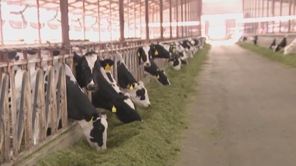 An Arizona dairy farm is turning cow manure into renewable natural gas