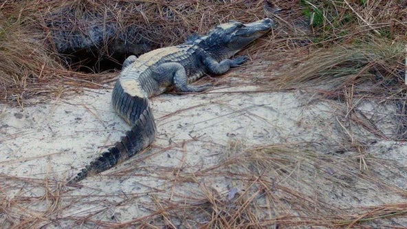 Georgia biologists shocked to see alligator ‘smiling back' from tortoise hole