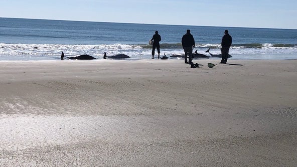 2 dolphins die as crews work to rescue 6 others in 'mass stranding' on New Jersey beach, officials say