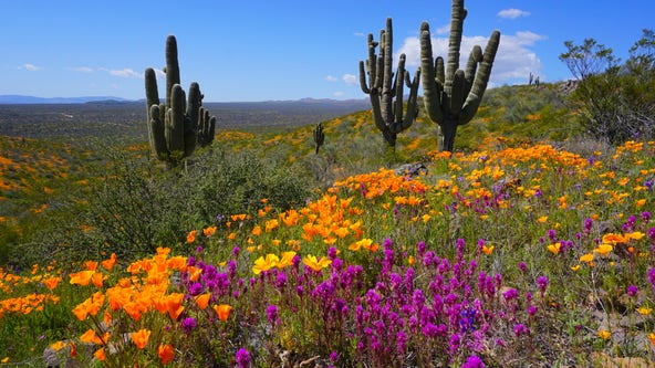 Arizona Photo of the Day - March 2023