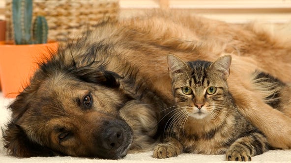 Infants exposed to pet dogs or cats may develop fewer food allergies, study finds