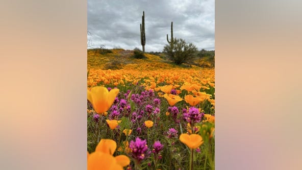 Arizona Photo of the Day - March 2023