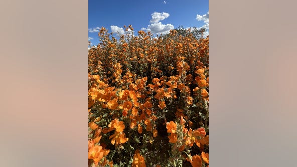 Arizona Photo of the Day - March 2023
